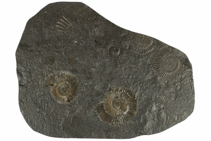 Dactylioceras Ammonite Cluster - Posidonia Shale, Germany #180431